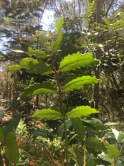 Harpephyllum caffrum