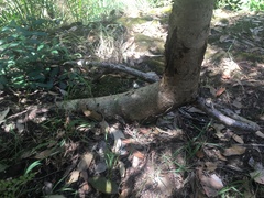 Harpephyllum caffrum