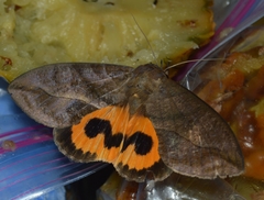 Eudocima serpentifera