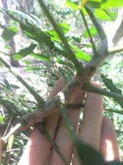 Harpephyllum caffrum
