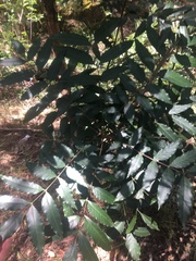 Harpephyllum caffrum