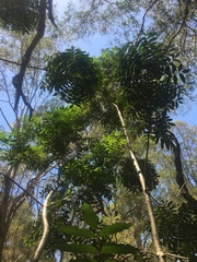 Harpephyllum caffrum