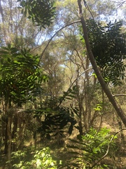 Harpephyllum caffrum