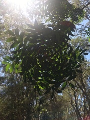 Harpephyllum caffrum
