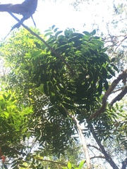 Harpephyllum caffrum