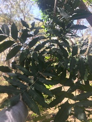 Harpephyllum caffrum