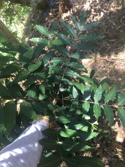 Harpephyllum caffrum