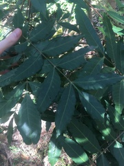 Harpephyllum caffrum