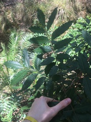 Harpephyllum caffrum