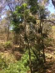 Harpephyllum caffrum