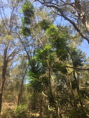 Harpephyllum caffrum