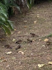 Pterorhinus perspicillatus