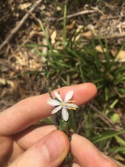 Chlorophytum comosum