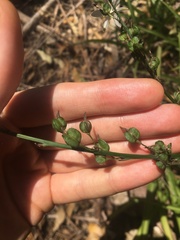 Chlorophytum comosum