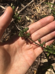 Chlorophytum comosum