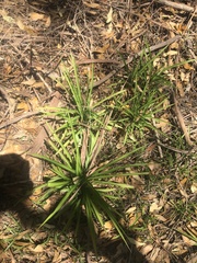 Chlorophytum comosum