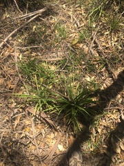 Chlorophytum comosum