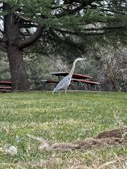 Ardea herodias