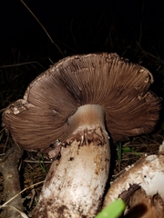 Agaricus pattersoniae