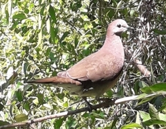 Leptotila megalura