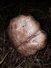 Agaricus pattersoniae