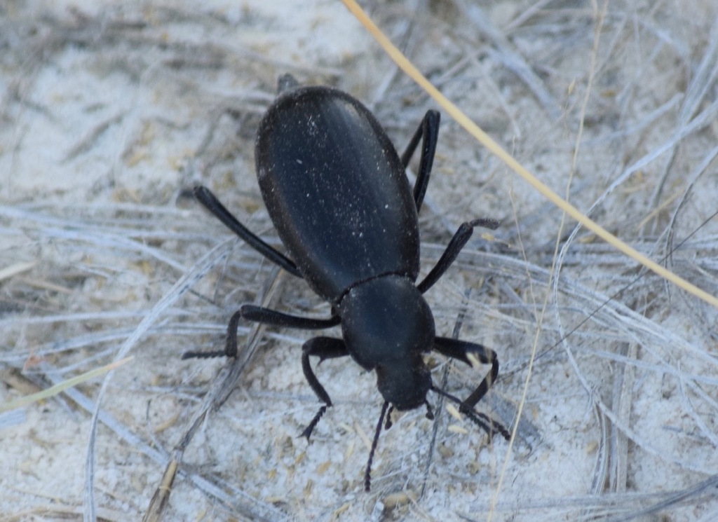 Eleodes tenuipes