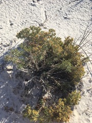 Nama carnosa