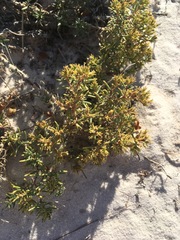 Nama carnosa