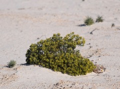 Nama carnosa