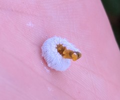 Macremphytus testaceus