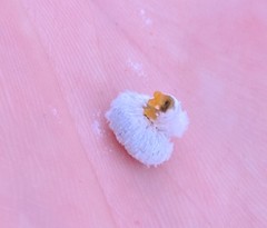 Macremphytus testaceus