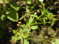 Gratiola pedunculata