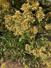 Dalbergia obovata