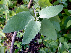 Buddleja dysophylla