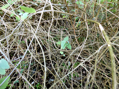 Buddleja dysophylla