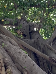 Pterorhinus perspicillatus