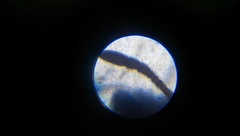 Temnothorax pergandei