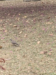 Streptopelia chinensis