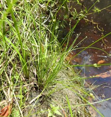Isolepis inundata