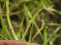 Isolepis inundata