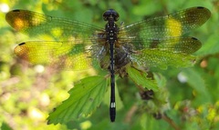 Macrothemis inequiunguis