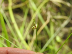 Isolepis inundata