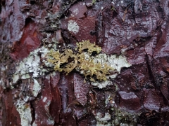 Tuckermanopsis chlorophylla