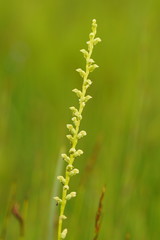 Microtis rara
