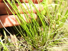 Isolepis inundata