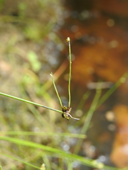 Isolepis inundata