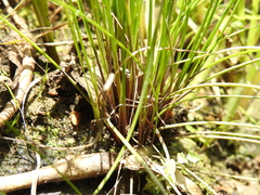 Isolepis inundata