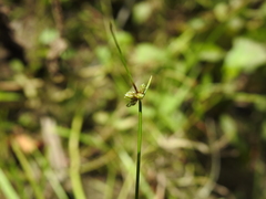 Isolepis inundata