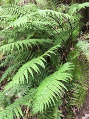Dryopteris cycadina
