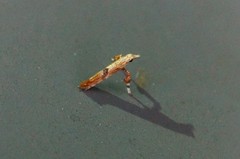 Caloptilia obliquatella